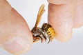 Hornet bites a manÃ¢â¬â¢s hand on a white background